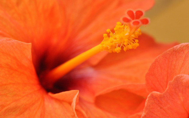 Flower yellow center stamens macro free wallpaper - medium preview image