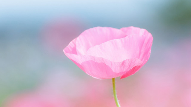 Pink flower blurry background macro #7 free wallpaper - medium preview image