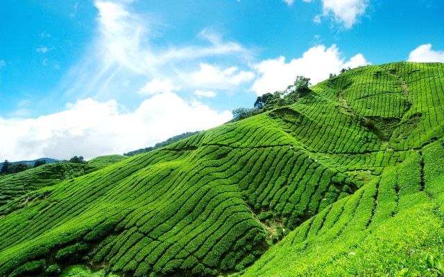 Lush green tea hillside blue free wallpaper - medium preview image