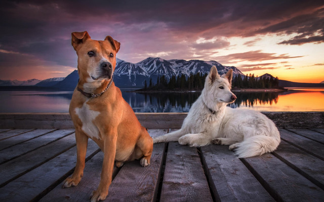Sunset dogs mountains lake neo free wallpaper - medium preview image