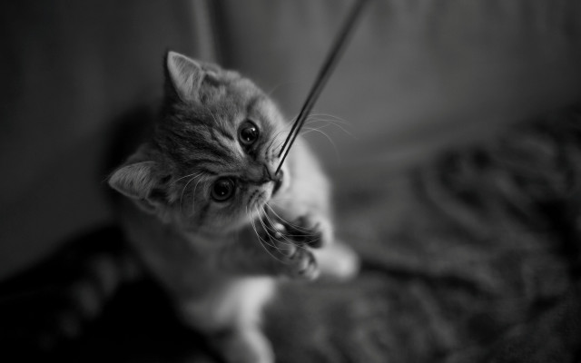 Cat surprised mono blurry depth free wallpaper - medium preview image