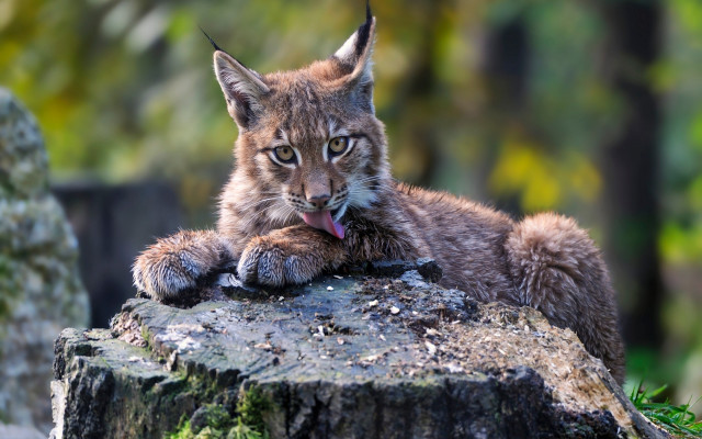 Cat stump tongue blurry bokeh free wallpaper - medium preview image