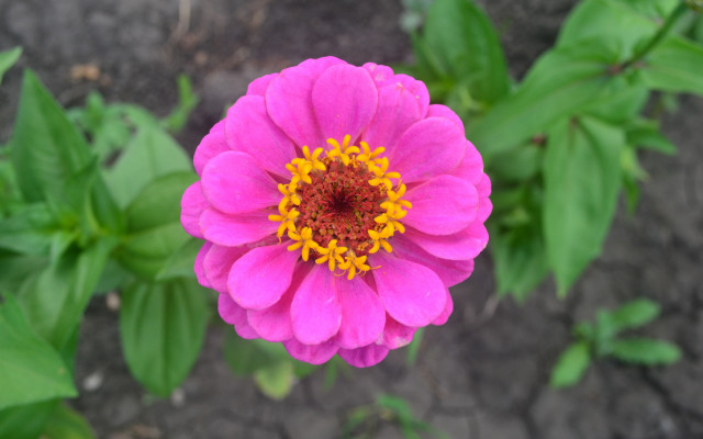 Pink flower yellow stamens garden #2 free wallpaper - medium preview image