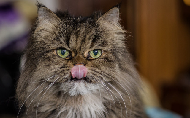 Cat tongue blurry blue eyes free wallpaper - medium preview image