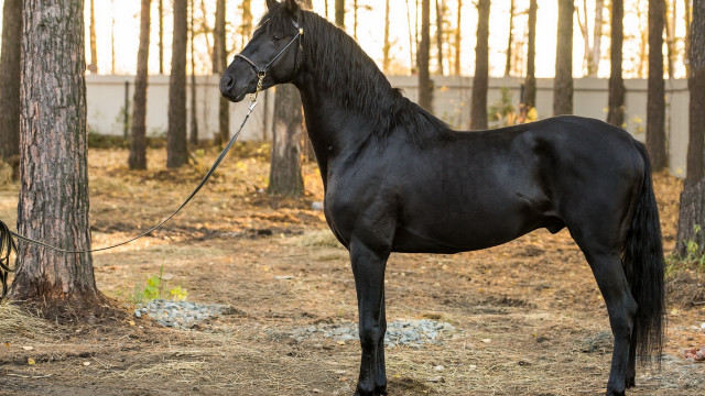 Black horse tied tree wooded free wallpaper - medium preview image