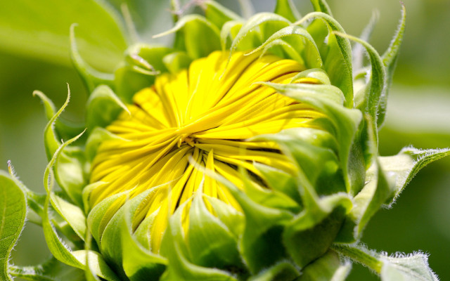 Yellow flower green leaves macro #9 free wallpaper - medium preview image