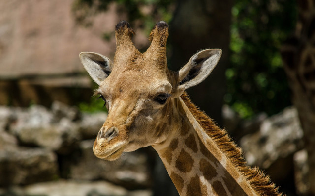 Giraffe tree zoo rocks blurry free wallpaper - medium preview image