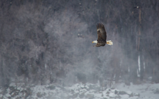 Bald eagle flying snow forest free wallpaper - medium preview image