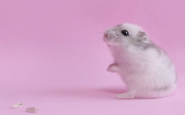 White hamster rococo pastel gradient free wallpaper - medium preview image