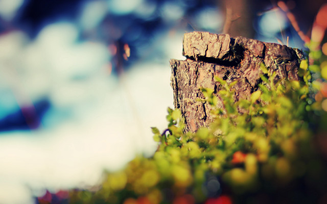 Tree stump plant bokeh tilt free wallpaper - medium preview image