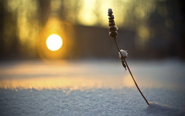 Flower snowy field sunset microscopic free wallpaper - medium preview image