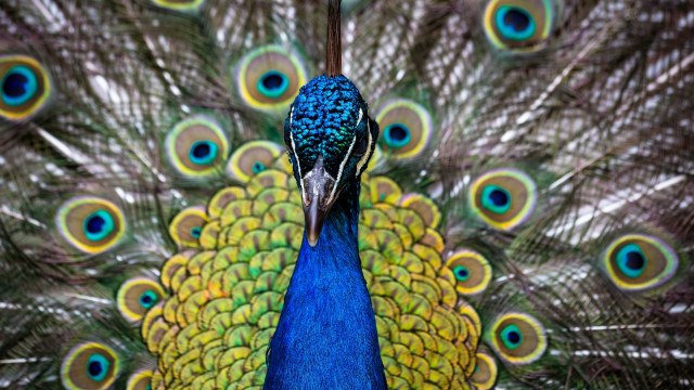 Peacock feathers spread cloisonnism macro free wallpaper - medium preview image