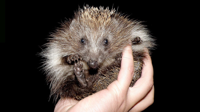 Person holding small animal black free wallpaper - medium preview image