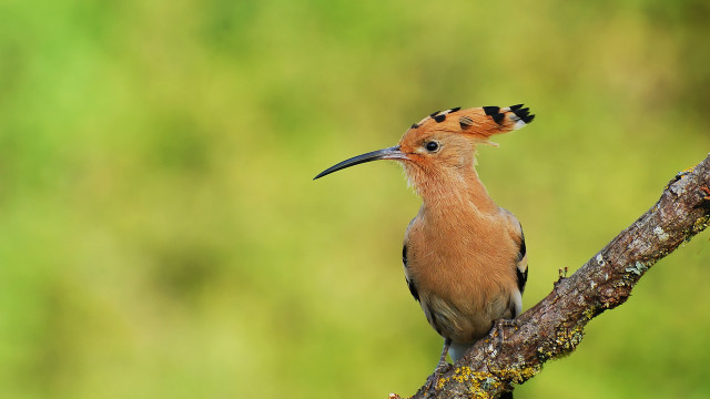 Bird beak tree branch blurry free wallpaper - medium preview image
