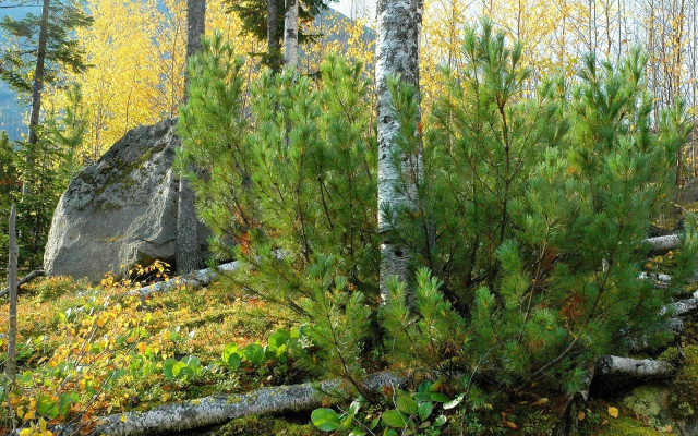 Small tree forest rocks autumn free wallpaper - medium preview image
