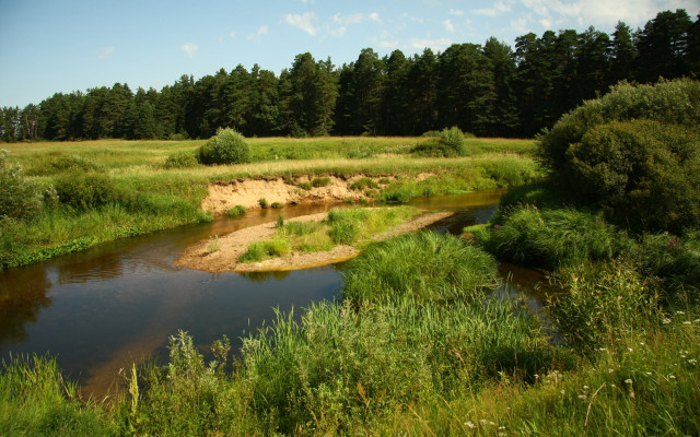 Lush green forest river sunny free wallpaper - medium preview image