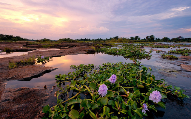 Small pond purple flowers sunset free wallpaper - medium preview image