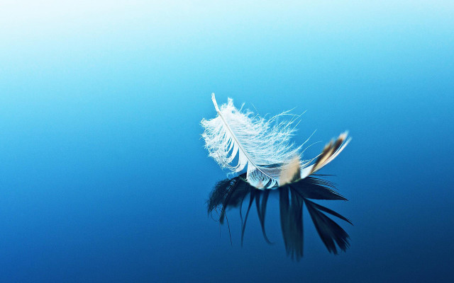 Feather floating water blue reflection free wallpaper - medium preview image