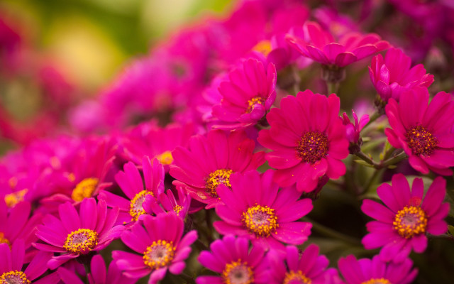 Pink flower vase bouquet macro free wallpaper - medium preview image