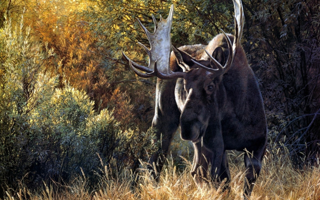 Large animals horns autumn nature free wallpaper - medium preview image