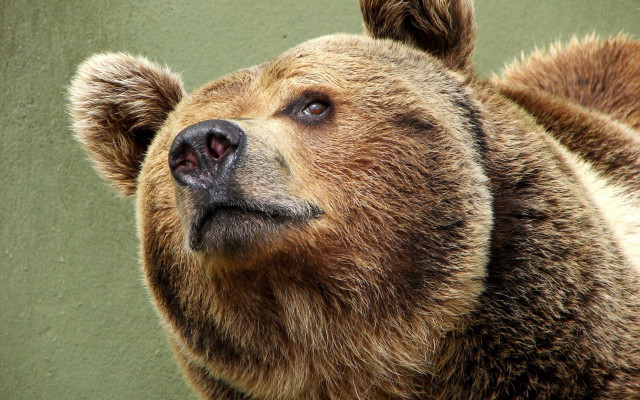 Brown bear looking up head free wallpaper - medium preview image