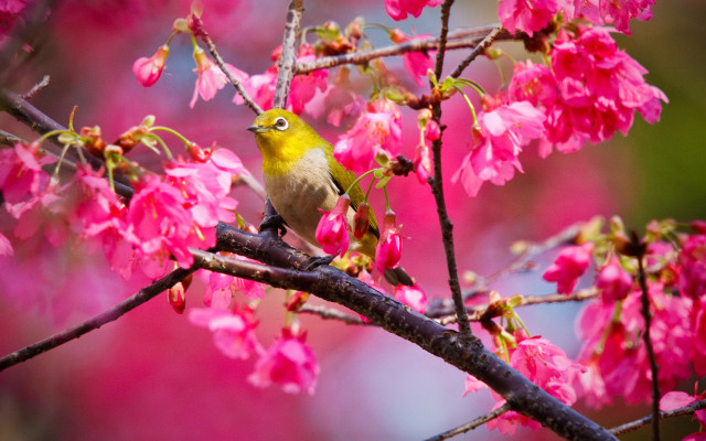 Bird branch cherryblossoms spring flower free wallpaper - medium preview image
