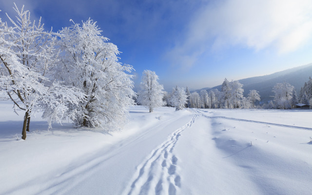 Snowy road tracks trees blue free wallpaper - medium preview image