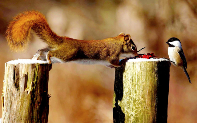 Squirrel bird feeder woods sunset free wallpaper - medium preview image
