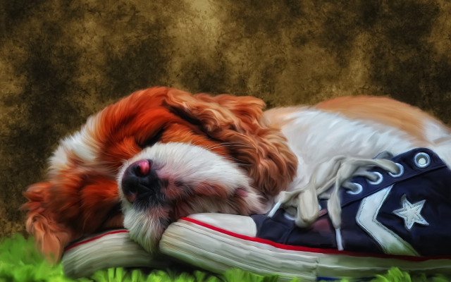 Dog sleeping shoe grass photorealistic free wallpaper - medium preview image