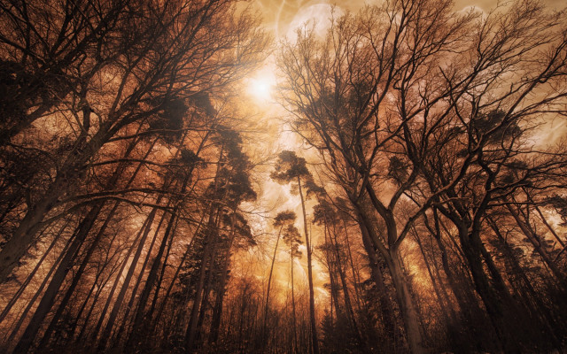 Forest sunshine clouds bare tree free wallpaper - medium preview image