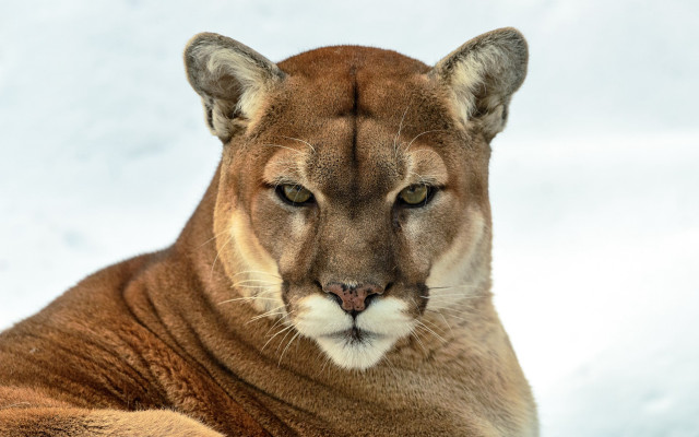Mountain lion snow closeup realistic free wallpaper - medium preview image