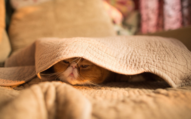 Cat hiding blanket bed pillows free wallpaper - medium preview image