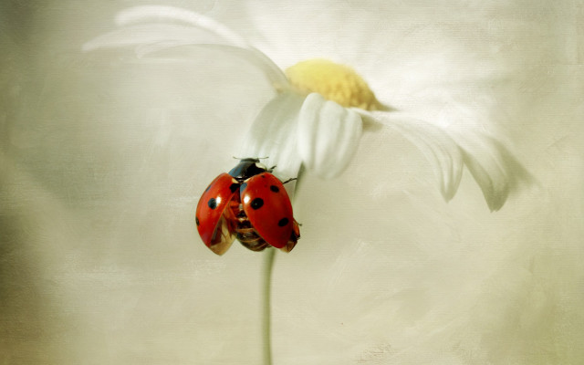 Two ladybugs flower white background free wallpaper - medium preview image