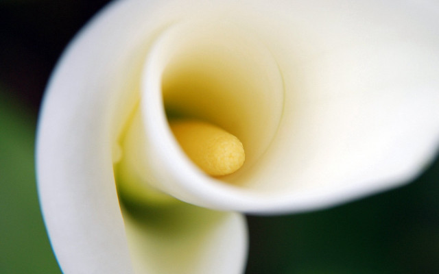 White flower green background yellow free wallpaper - medium preview image