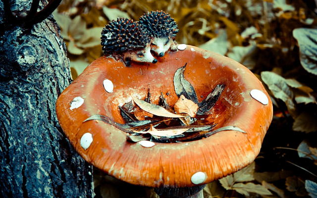 Mushroom hedgehogs tree stump autumn free wallpaper - medium preview image
