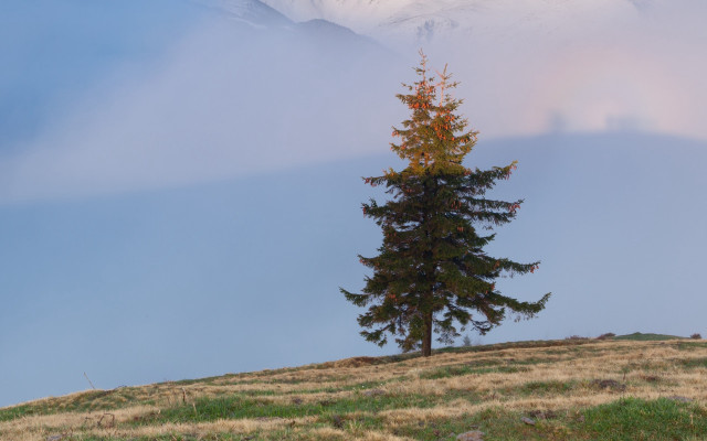 Lone tree grassy hill mountain free wallpaper - medium preview image