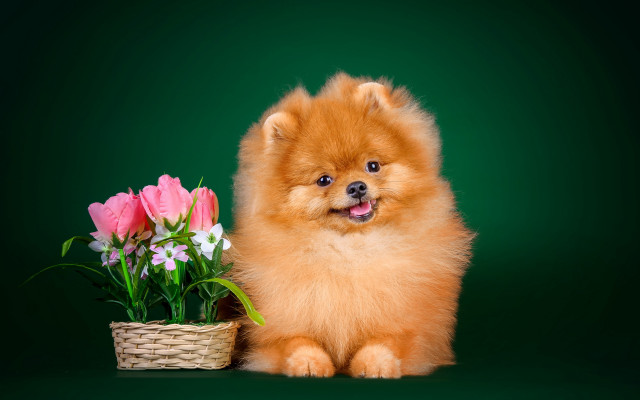 Shiba inu flower basket green free wallpaper - medium preview image