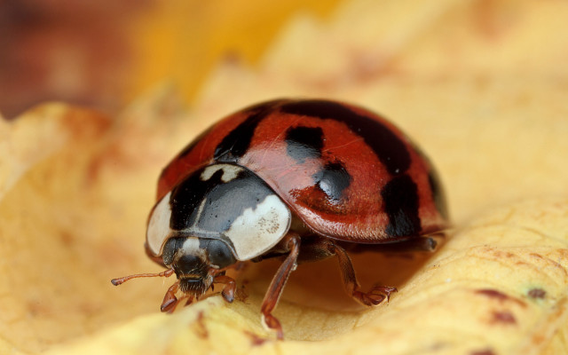 Ladybug yellowflower garden macro blurry free wallpaper - medium preview image