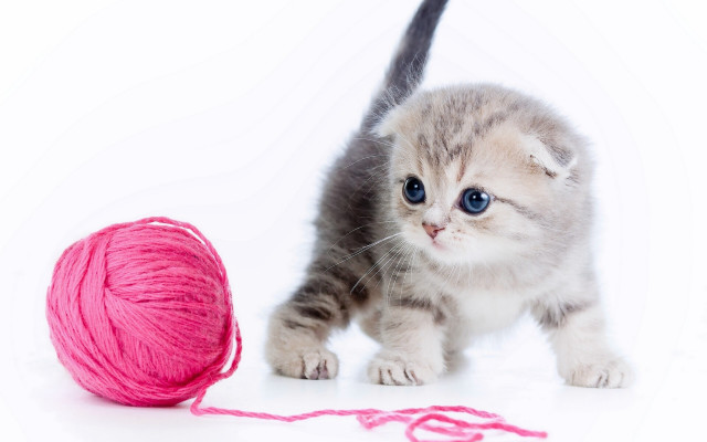 Kitten playing ball yarn pink free wallpaper - medium preview image