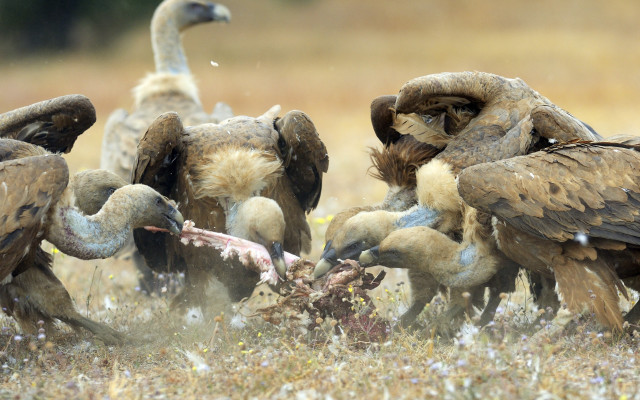 Vultures eating dead bird field free wallpaper - medium preview image
