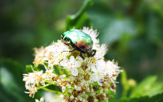 Green bug white flower macro free wallpaper - medium preview image