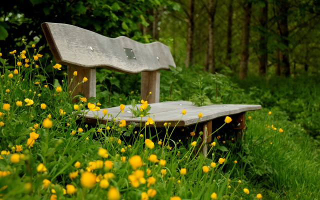 Bench flower field forest autumn free wallpaper - medium preview image