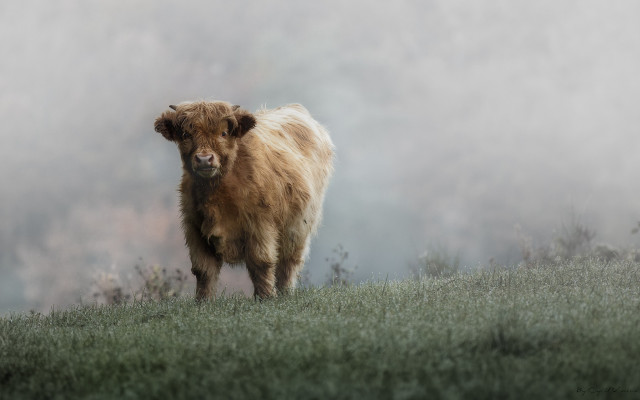 Brown cow field forest fog free wallpaper - medium preview image