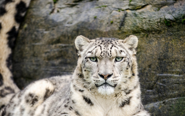 Snow leopard rock wall serious free wallpaper - medium preview image