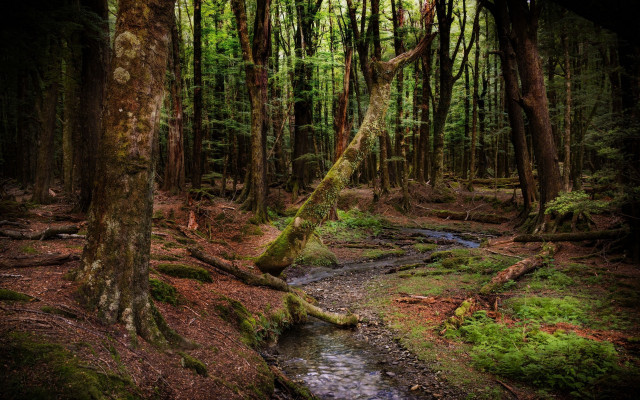 Stream forest mossy ground fallen free wallpaper - medium preview image