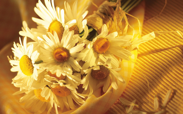 Daisy bouquet yellow background flower free wallpaper - medium preview image