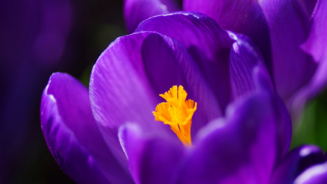 Purple flower yellow center macro #6 free wallpaper - medium preview image