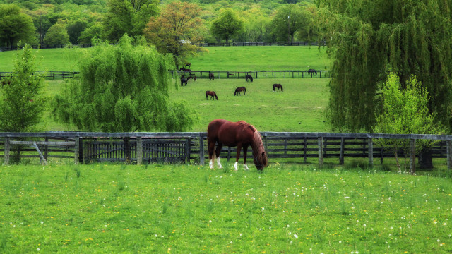 Horse grazing fence trees forest free wallpaper - medium preview image