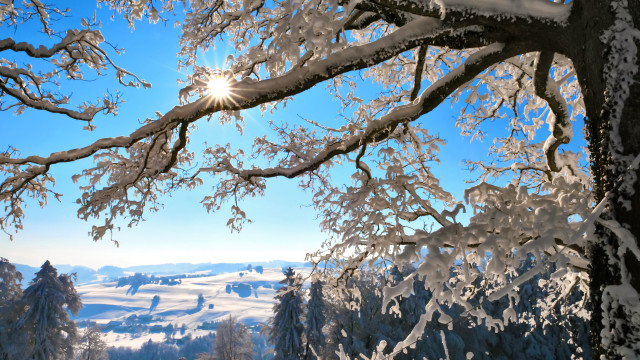 Snowy landscape trees bright sun #4 free wallpaper - medium preview image
