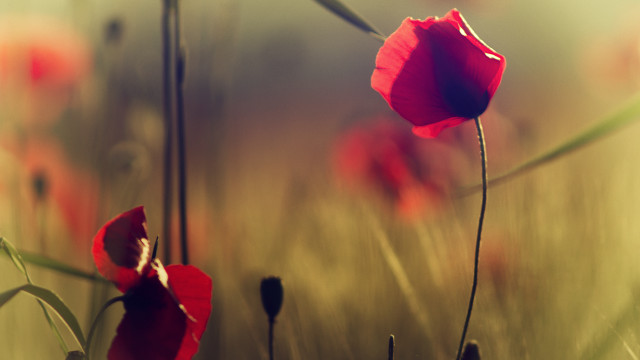 Red flower field macro shallow #2 free wallpaper - medium preview image